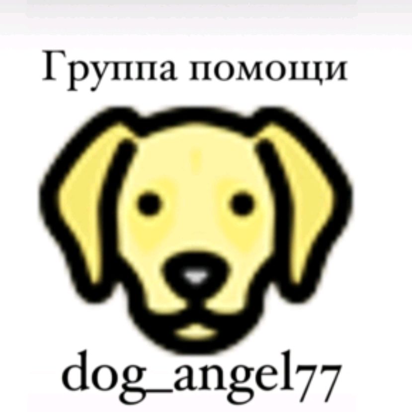 Собачий_ангел77