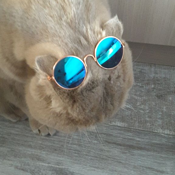 {♡!Lama!♡}《°¤°》