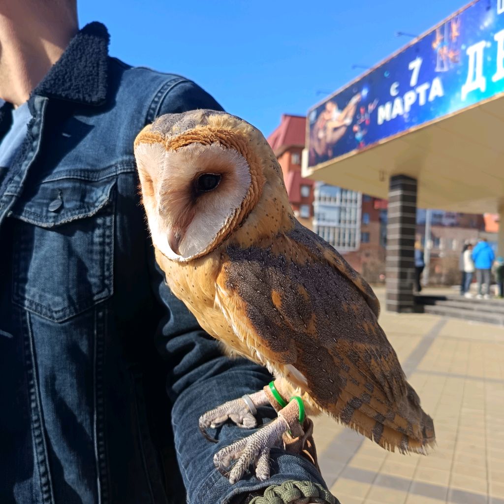 МИША И СОВА