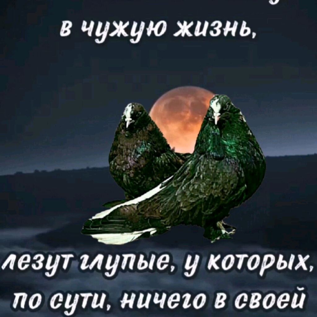 Николаевские Голуби Мраморные Цветные