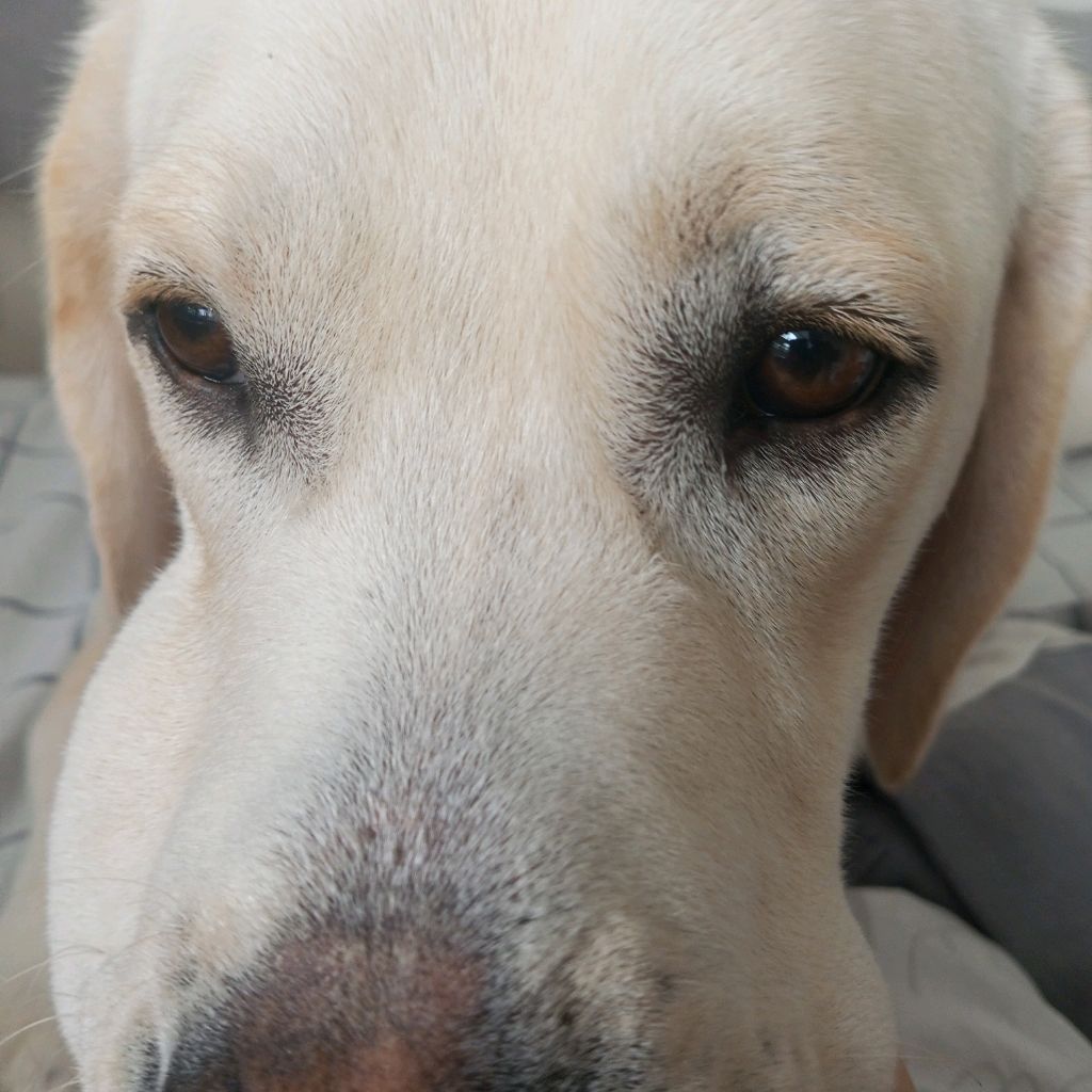 НЕ: Тигрёнок