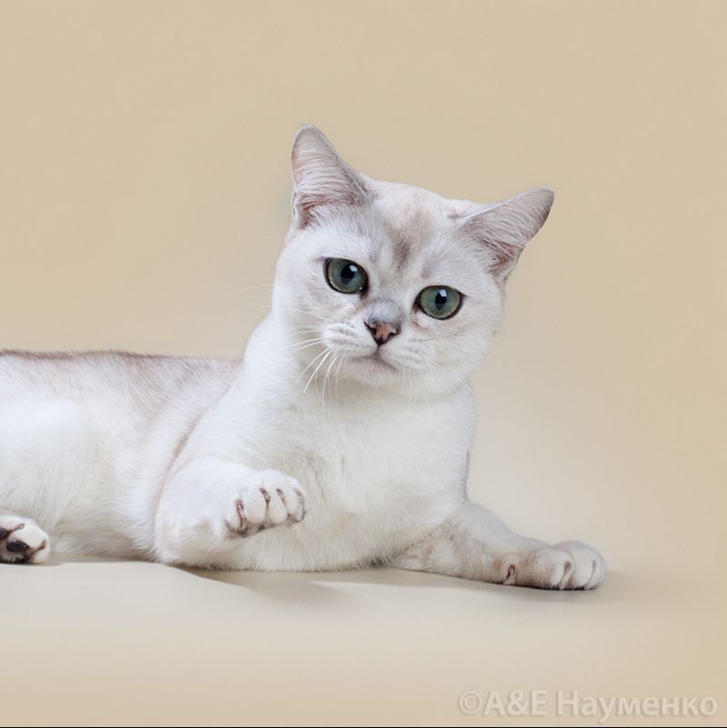 Бурмилла в России