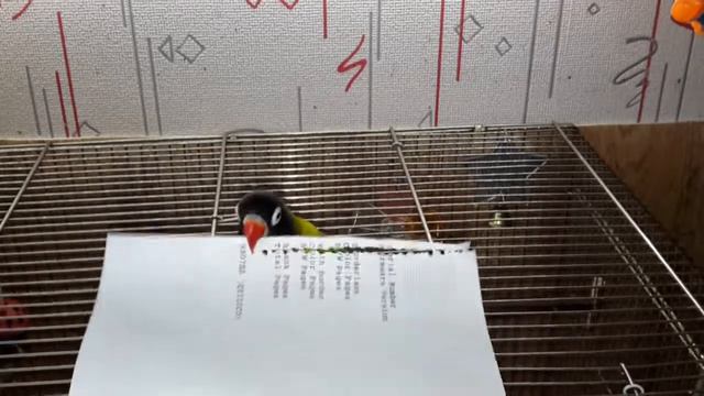 Птица - дырокол