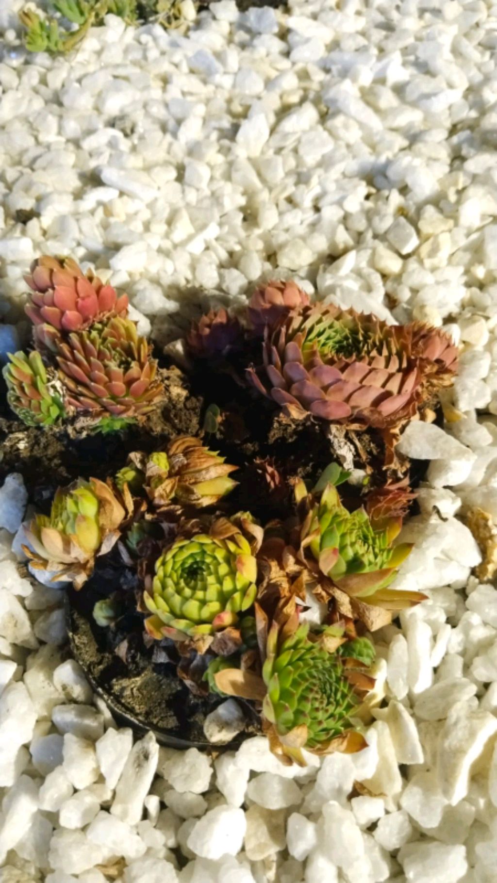 Смешные ролики и обычные