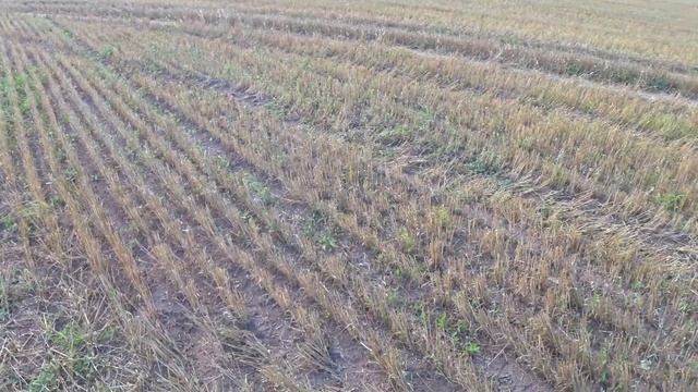 НАШЛИ РАСПАШКУ...Поиск монет с металлоискателем.Крутые находки