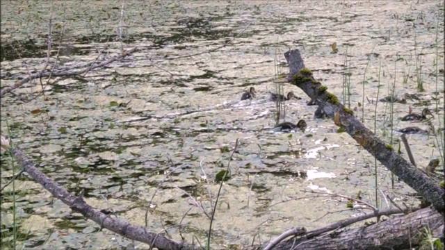 Утки мешали мне рыбачить