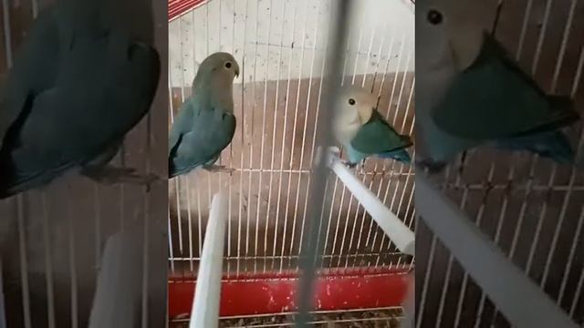 40114f17f53eaf202c2e4845c4d56995