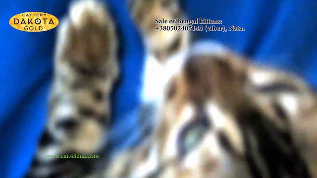 Dakota Gold   бенгальские котята лежат на диване, будни питомника