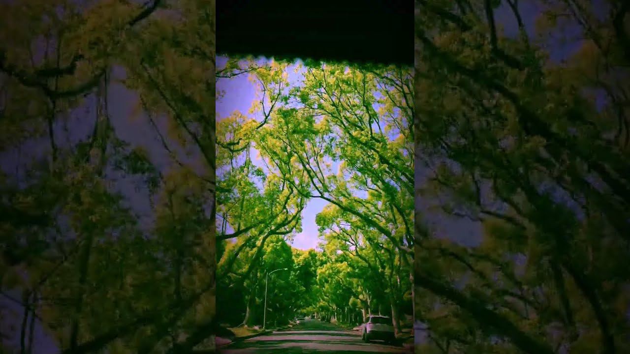 Watching Maple Trees On Maple Drive In Beverly Hills, California