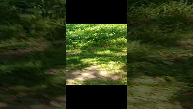 как стать квадробером (квадробику я не уважаю отношусь нейтрально)