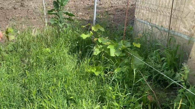 855❤️В нашем хозяйстве прибыло. Миша не умеет болеть.