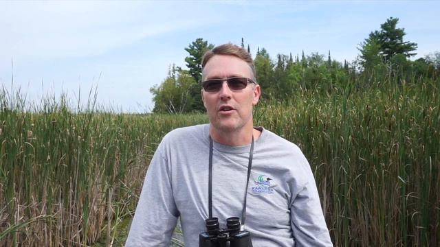 Unveiling The Secrets Of Bird Migration: Where, When, And Why Birds Migrate