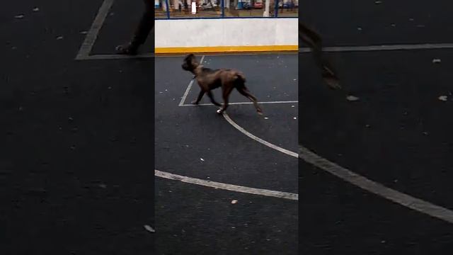 Подрощ. девочка кане-корсо благородного ч-тигрового окраса