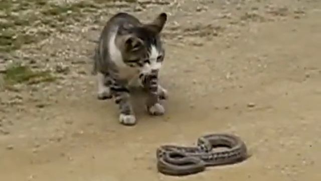 Кот ловит змею