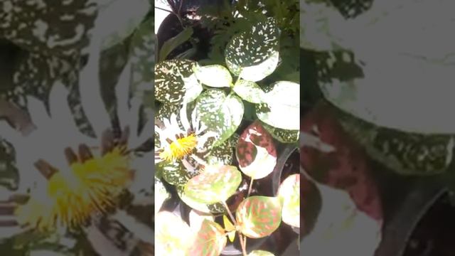 Рассада цветов выращенных в домашних условиях. 24.05.2018 г.