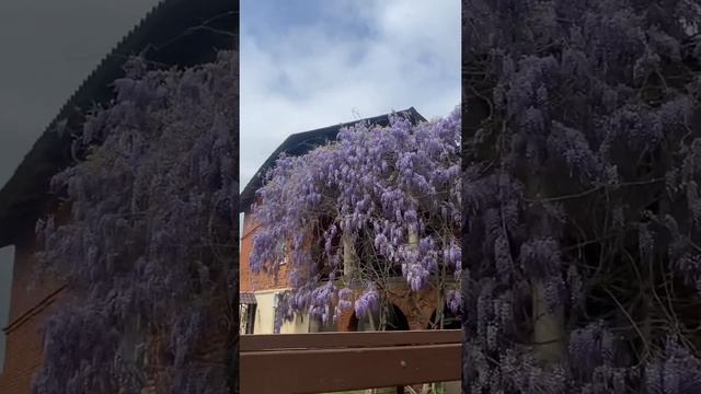 Как цветёт глициния