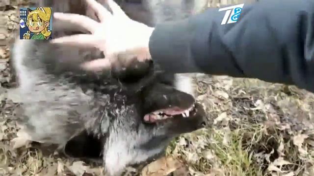 первый собака евразия Гимн Рд 2022