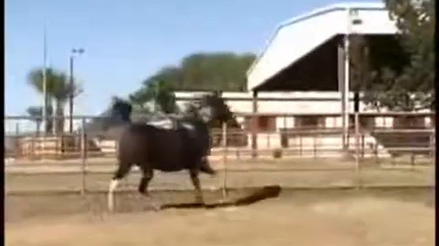 Арабские скакуны