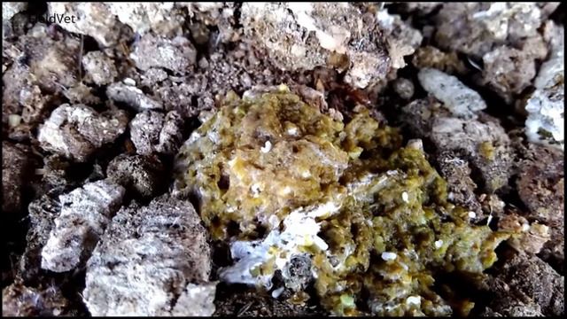 Tapeworms In Chickens, Common In Poultry Ranch, Vet Learning Videos