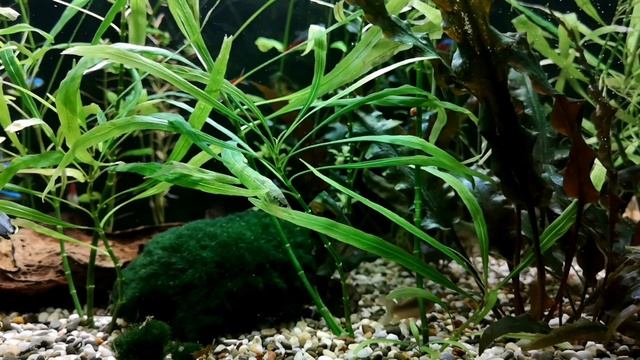 МЕЧЕНОСЦЫ. СОДЕРЖАНИЕ И РАЗВЕДЕНИЕ