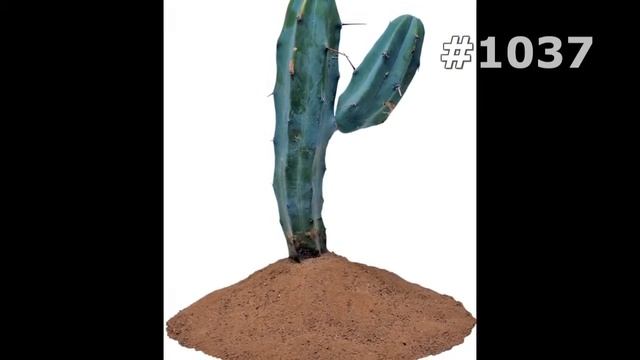 #1037. Цветы в горшках - самые лучшие цветы