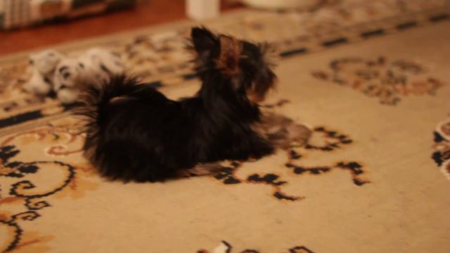 Моя Йорочка