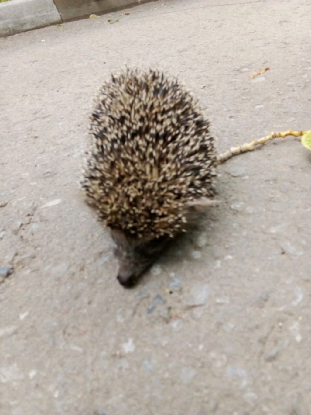 ёжики ёжики ёжики ёжики