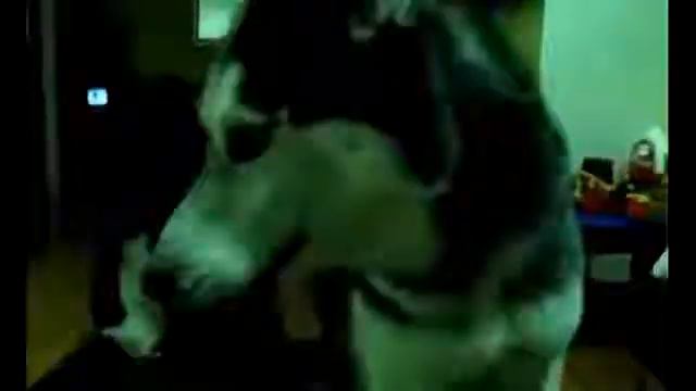 Говорящие животные Смешные животные веселые моменты