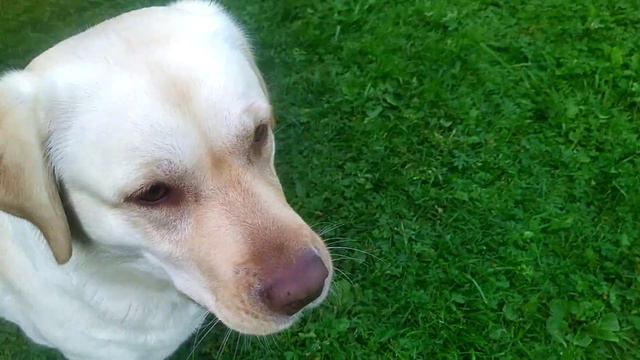 Лабрадор на отдыхе