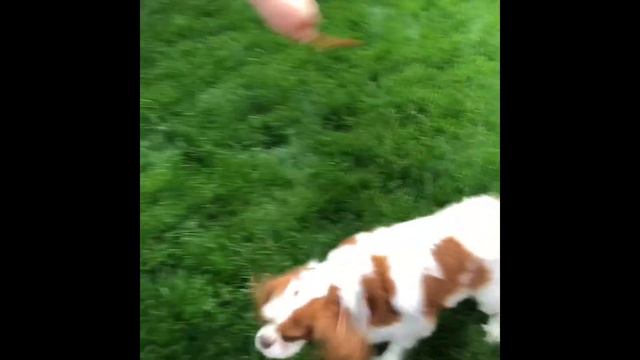 Реакци на кучето ми