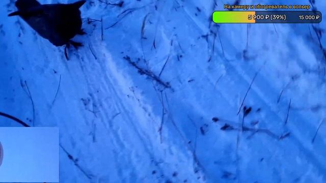 Новогодний стрим с вороном Гоша!