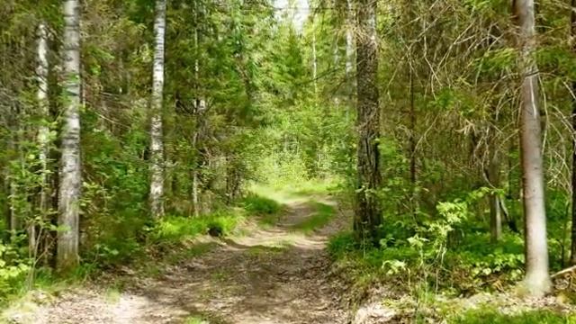 Весенний лес Первые грибы Сморчки  Добрянка Пермский край  Природа Урала