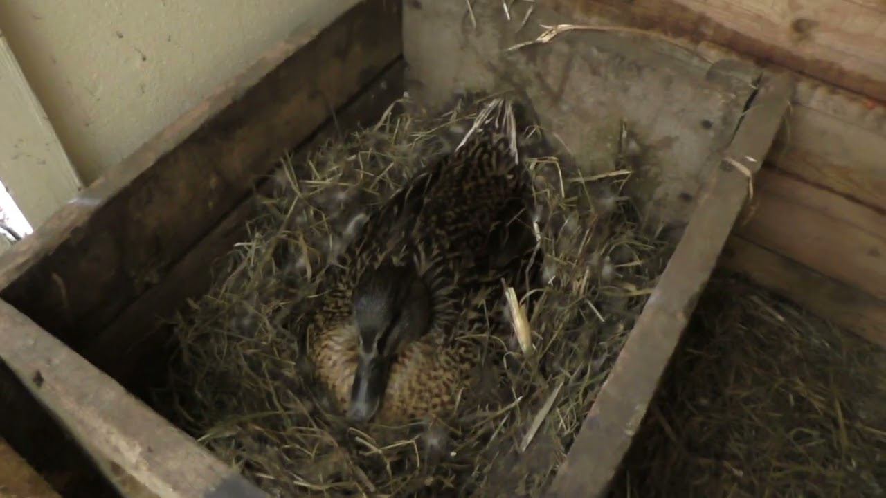 Подсадные утки. Ждем потомство.08.05.24