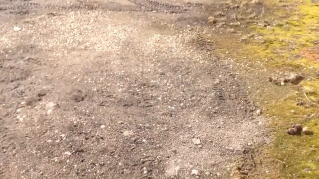 Cерая мышь на пневме