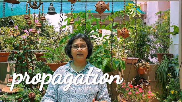 Making Coleus Bushy N Propagating It From Its Cuttings So Easy/coleus Care