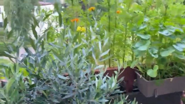 2-я часть приключений Барни в России. Приезд в Москву. Дом для Барни.