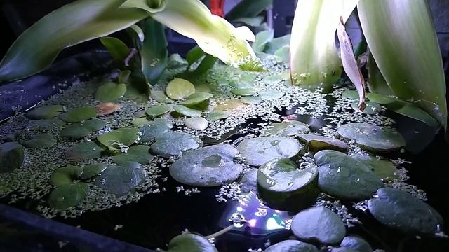 В воде хлорка... значит время снимать видео рыбок :