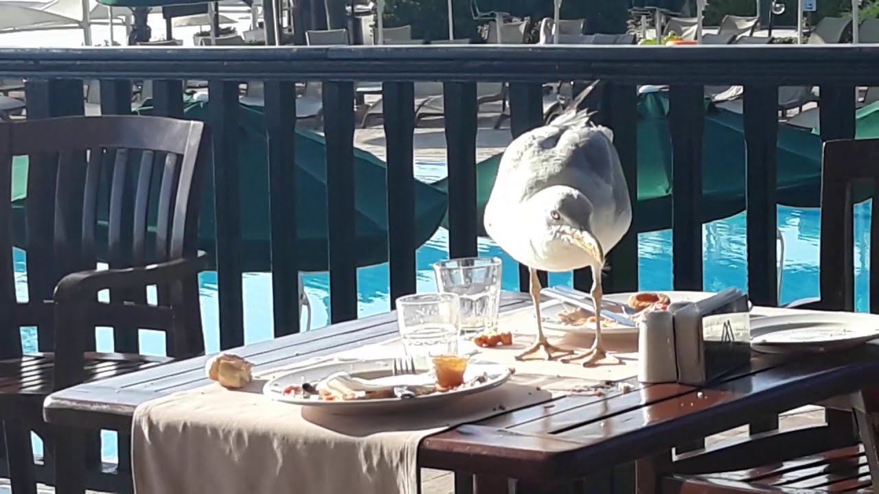 Чайки в Кемере