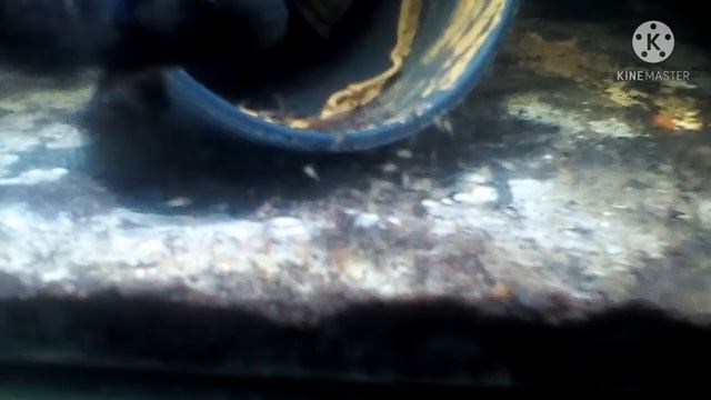 How To Breed Fish.in Very Simple And Easy Way.#easytobreedfish