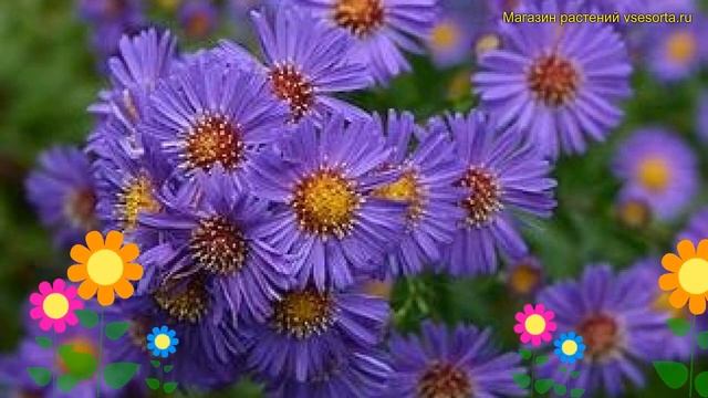 Астра новобельгийская Шон фон Диетликон. Краткий обзор aster novi-belgii Schone von Dietlikon
