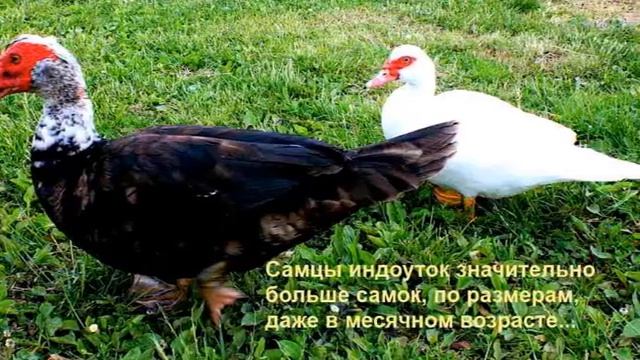 Индоутка - птица высокого полёта