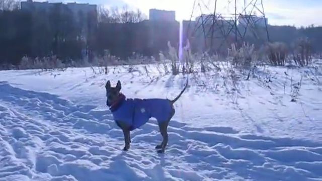 Тайский риджбек Тая в новой одежде