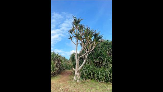 石垣島旅行🌊Day3&4｜幻の島｜石垣島グルメ&スイーツ｜石垣島の海｜やちむん購入｜2023