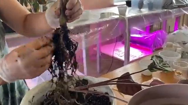 Деление калатеи!!!