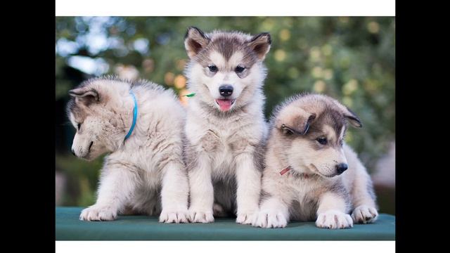 Аляскинский маламут. Видео