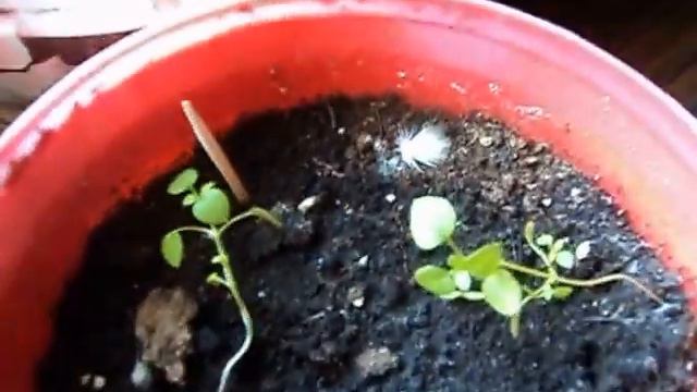Питуния семена которые собрали сами