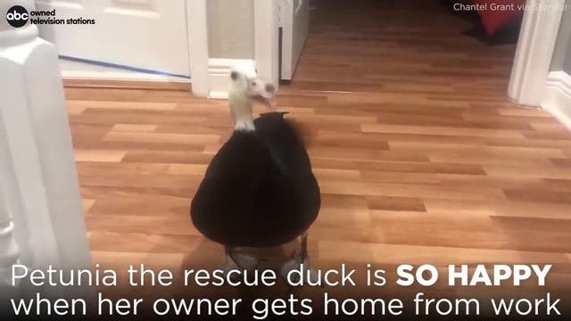 Rescue Duck Quacks For Joy When Owner Comes Home