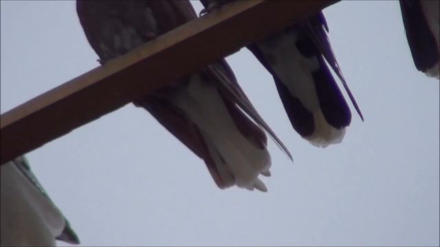 Голуби серпастые 08. 11. 2022.