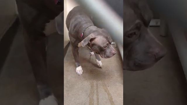 Видео,которое разобьёт вам сердце.Собака поняла, что её бросила любимая семья