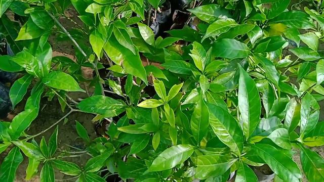 March April Me Lagaye 32 Flowering Plants / Hardy Flowers Plants